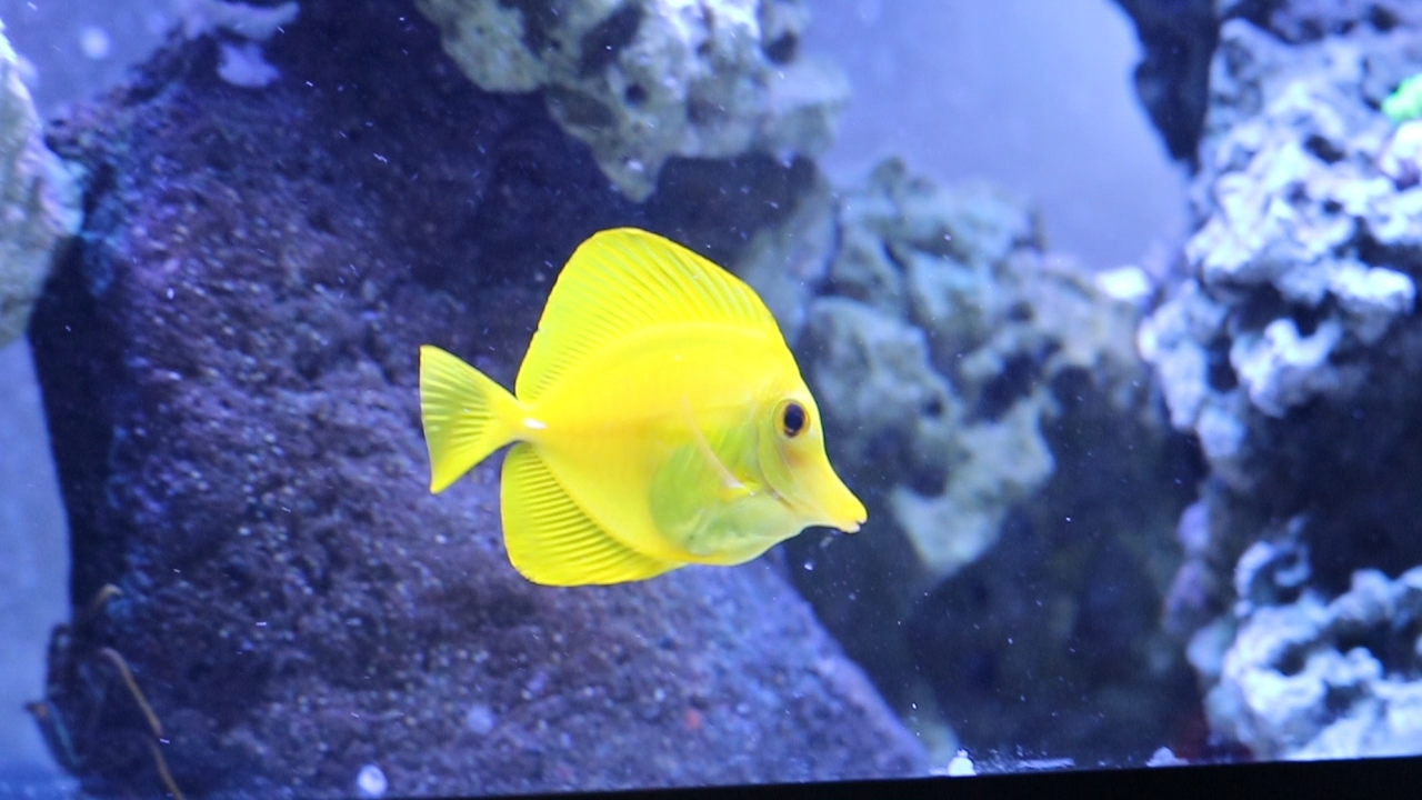 Bright yellow tang swimming in front of blue-lit reef rock